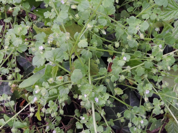 Veronica hederifolia
Ivy-leaved Speedwell (Eng) Klimopereprijs (Ned) Efeu-Ehrenpreis (Ger)
Trefwoorden: Plant;Plantaginaceae;Bloem;wit;roze;paars