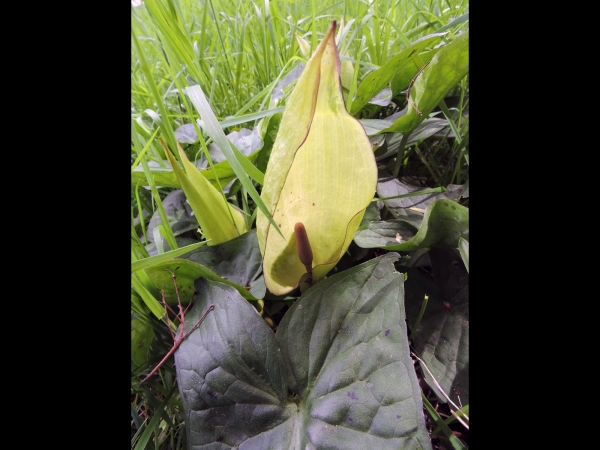 Arum maculatum
Adam and Eve, Cuckoo-pint (Eng) Gevlekte Aronskelk (Ned) Gefleckte Aronstab (Ger) - spathe/spadix
Trefwoorden: Plant;Araceae;Bloem;groen