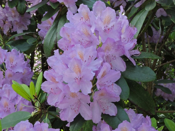 Rhododendron ponticum
Common Rhododendron, Pontic Rhododendron (Eng) Pontische Rododendron (Ned) Pontischer Rhododendron (Ger)
Trefwoorden: Plant;Ericaceae;Bloem;blauw;lila