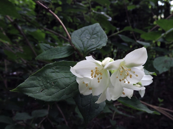 Philadelphus coronarius
Sweet Mock Orange, English Dogwood (Eng) Boerenjasmijn (Ned) Europäischer Pfeifenstrauch (Ger)
Trefwoorden: Plant;struik;Hydrangeaceae;Bloem;wit