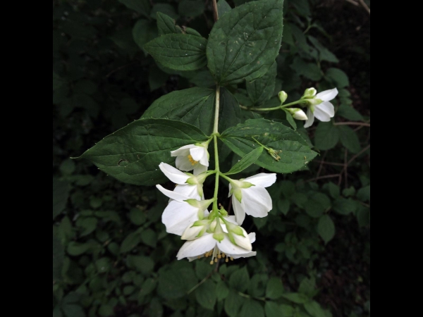 Philadelphus coronarius
Sweet Mock Orange, English Dogwood (Eng) Boerenjasmijn (Ned) Europäischer Pfeifenstrauch (Ger)
Trefwoorden: Plant;struik;Hydrangeaceae;Bloem;wit