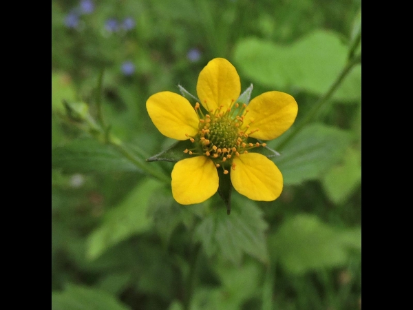 Geum urbanum
Common Avens, Wood Avens (Eng) Geel Nagelkruid (Ned) Echte Nelkenwurz (Ger)
Trefwoorden: Plant;Rosaceae;Bloem;geel