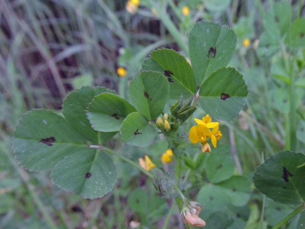 Medicago arabica
Spotted Medick, Spotted Burclover (Eng) Gevlekte Rupsklaver (Ned) Arabischer Schneckenklee (Ger)
Trefwoorden: Plant;Fabaceae;Bloem;geel