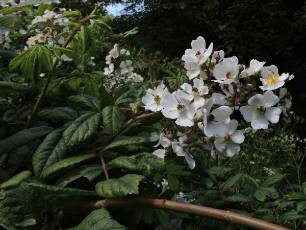 Rosa multiflora
Multiflora Rose (Eng) Veelbloemige Roos (Ned) Büschel-Rose (Ger)
Trefwoorden: Plant;struik;Rosaceae;Bloem;wit