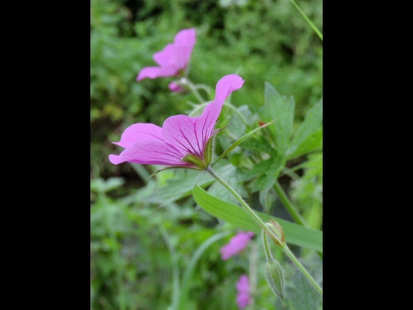 Geranium psilostemon
Armenian Cranesbill (Eng) Schwarzäugiger Storchschnabel (Ger) Zarif Itır (Tr)
Trefwoorden: Plant;Geraniaceae;Bloem;roze;rood