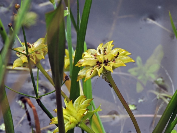 Caltha palustris
Kingcup, Marsh-marigold (Eng) Dotterbloem (Ned) Sumpfdotterblume (Ger) – Seed bearing
Trefwoorden: Plant;Ranunculaceae;vrucht