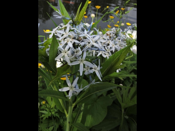 Amsonia tabernaemontana
Eastern Bluestar (Eng) Blauwe Ster, Stermaagdenpalm (Ned) Texas-Amsonie (Ger)
Trefwoorden: Plant;Apocynaceae;Bloem;blauw