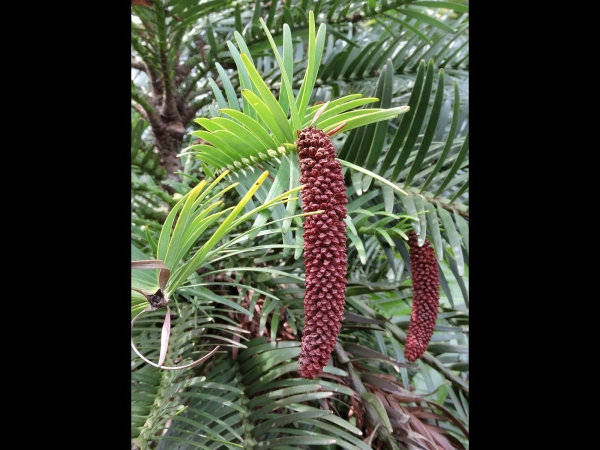 Wollemia nobilis 
Wollemi Pine (Eng) – Male cone
Trefwoorden: Plant;Boom;Araucariaceae;vrucht