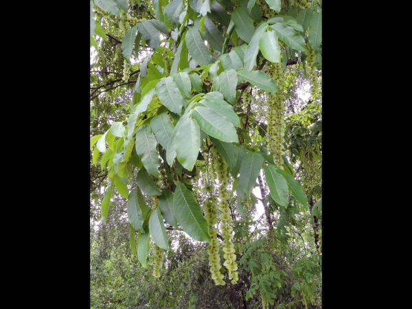 Pterocarya fraxinifolia 
Caucasian Wingnut, Caucasian Walnut (Eng) Kaukasische vleugelnoot (Ned)Kaukasische Flügelnuss (Ger) – Fruits
Trefwoorden: Plant;Boom;Juglandaceae;vrucht