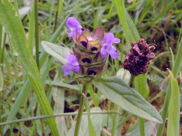 Prunella vulgaris
Common Self-heal (Eng) Gewone Brunel (Ned) Kleine Braunelle (Ger)
Trefwoorden: Plant;Lamiaceae;Bloem;blauw