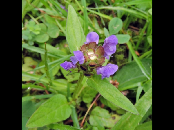 Prunella vulgaris
Common Self-heal (Eng) Gewone Brunel (Ned) Kleine Braunelle (Ger)
Trefwoorden: Plant;Lamiaceae;Bloem;blauw