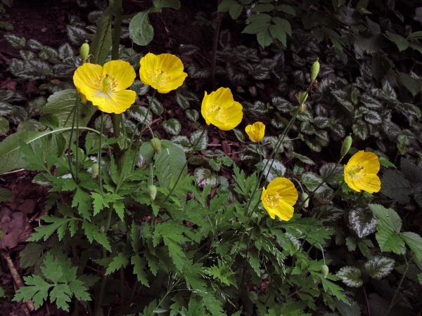 Papaver cambricum
Welsh Poppy (Eng) Schijnpapaver (Ned) Wald-Scheinmohn (Ger)
Trefwoorden: Plant;Papaveraceae;Bloem;geel