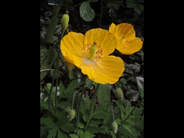 Papaver cambricum
Welsh Poppy (Eng) Schijnpapaver (Ned) Wald-Scheinmohn (Ger)
Trefwoorden: Plant;Papaveraceae;Bloem;geel