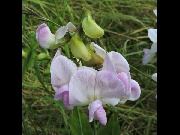 Lathyrus latifolius
Broad-leaved Everlasting-pea, Perennial Pea (Eng) Brede Lathyrus (Ned) Breitblättrige Platterbse (Ger)
Trefwoorden: Plant;Fabaceae;Bloem;roze;wit;klimplant