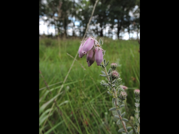 Erica tetralix
Cross-leaved Heath (Eng) Gewone Dophei (Ned) Glocken-Heide (Ger)
Trefwoorden: Plant;struik;Ericaceae;Bloem;roze