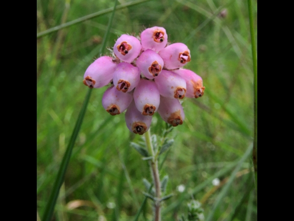 Erica tetralix
Cross-leaved Heath (Eng) Gewone Dophei (Ned) Glocken-Heide (Ger)
Trefwoorden: Plant;struik;Ericaceae;Bloem;roze