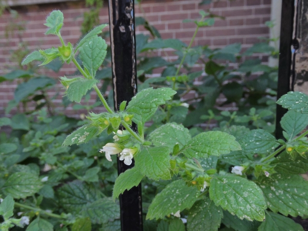 Melissa officinalis
Lemon Balm (Eng) Citroenmelisse (Ned) Zitronenmelisse (Ger)
Trefwoorden: Plant;Lamiaceae/Bloem;wit;roze