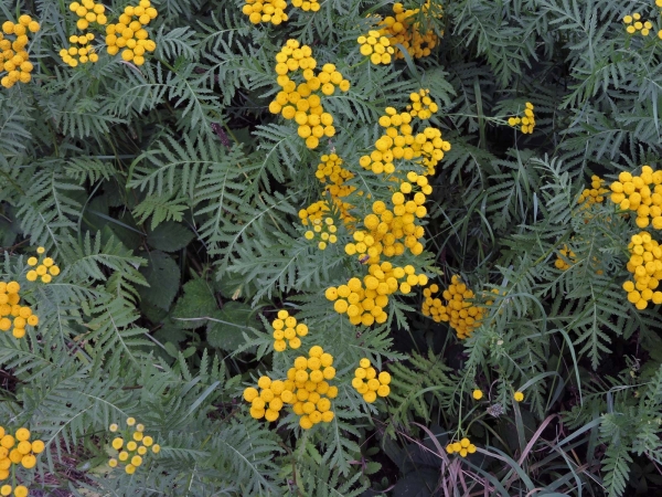 Tanacetum vulgare
Tansy, Golden Buttons (Eng) Boerenwormkruid (Ned) Rainfarn (Ger)
Trefwoorden: Plant;Asteraceae;Bloem;geel