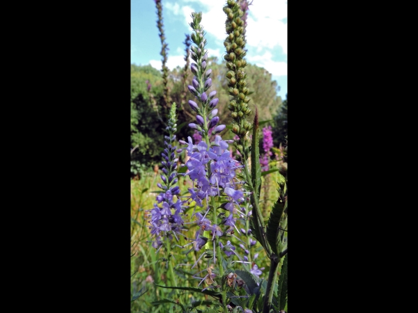 Veronica longifolia
Garden Speedwell, Long-leaved Speedwell (Eng) Lange Ereprijs (Ned) Langblättriger Ehrenpreis (Ger)
Trefwoorden: Plant;Plantaginaceae;Bloem;blauw