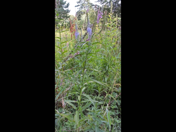 Veronica longifolia
Garden Speedwell, Long-leaved Speedwell (Eng) Lange Ereprijs (Ned) Langblättriger Ehrenpreis (Ger)
Trefwoorden: Plant;Plantaginaceae;Bloem;blauw