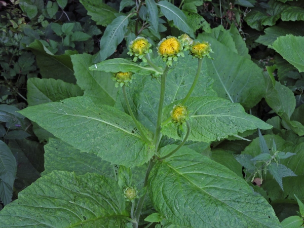 Telekia speciosa
Heart-leaf Oxeye, Yellow Ox-eye (Eng) Groot Koeienoog (Ned) Große Telekie (Ger)
Trefwoorden: Plant;Asteraceae;Bloem;geel