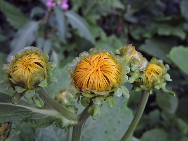 Telekia speciosa
Heart-leaf Oxeye, Yellow Ox-eye (Eng) Groot Koeienoog (Ned) Große Telekie (Ger)
Trefwoorden: Plant;Asteraceae;Bloem;geel