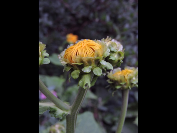 Telekia speciosa
Heart-leaf Oxeye, Yellow Ox-eye (Eng) Groot Koeienoog (Ned) Große Telekie (Ger)
Trefwoorden: Plant;Asteraceae;Bloem;geel