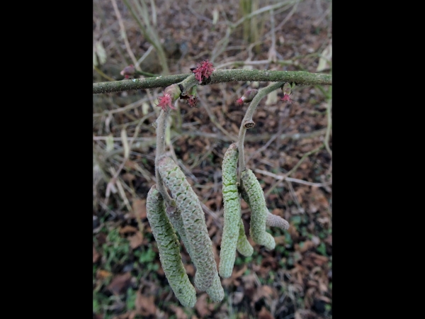 Corylus avellana
Common Hazel (Eng) Hazelaar (Ned) Gemeine Hasel (Ger)
Trefwoorden: Plant;Boom;Betulaceae