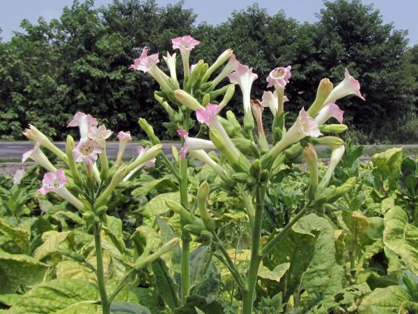 Nicotiana tabacum
Tobacco (Eng)
Trefwoorden: Plant;Solanaceae;Bloem;roze;cultuurgewas