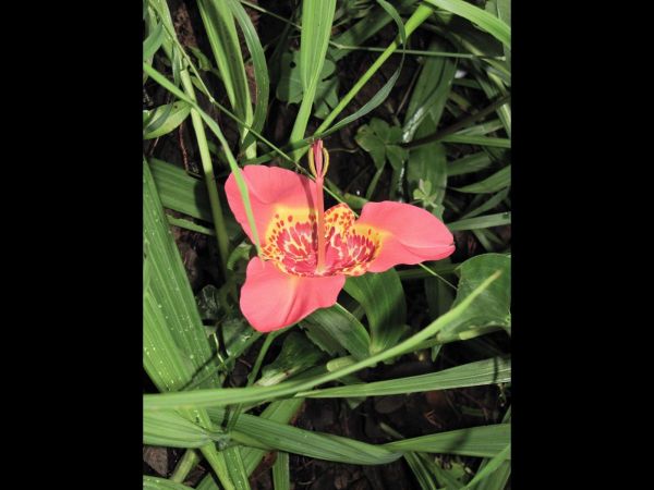Tigridia pavonia
Tiger Flower (Eng)
Trefwoorden: Plant;Iridaceae;Bloem;rood