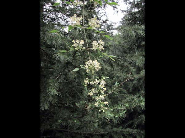 Clematis gouriana
Gourian Clematis (Eng) Churanhar, Belkum (Hin)
Trefwoorden: Plant;Ranunculaceae;Bloem;wit
