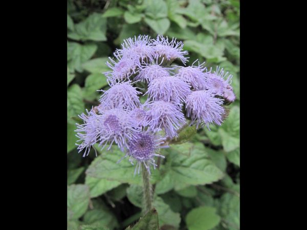 Ageratum conyzoides
Goat Weed (Eng) Visadodi (Hin)
Trefwoorden: Plant;Asteraceae;Bloem;blauw;violet;wit
