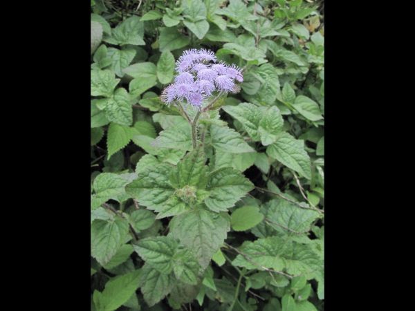 Ageratum conyzoides
Goat Weed (Eng) Visadodi (Hin)
Trefwoorden: Plant;Asteraceae;Bloem;blauw;violet;wit