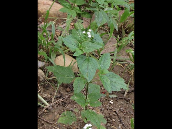 Ageratina adenophora
Catweed, Crofton Weed (Eng)
Trefwoorden: Plant;Asteraceae;Bloem;wit