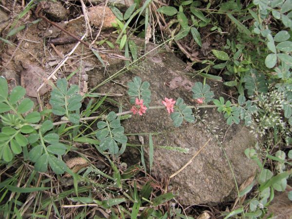 Indigofera linnaei
Birdsville Indigo (Eng) Leel (Hin)
Trefwoorden: Plant;Fabaceae;Bloem;rood