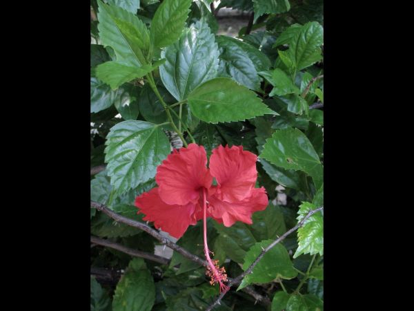 Hibiscus rosa-sinensis
China Rose, Chinese Hibiscus (Eng) Gurhal (Hin)
Trefwoorden: Plant;Malvaceae;Bloem;rood