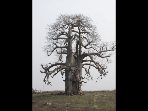Adansonia digitata
Baobab (Eng) Gorakh imli (Hin)
Trefwoorden: Plant;Boom;Malvaceae