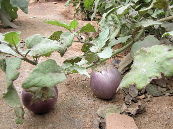Solanum melongena
Eggplant, Aubergine (Eng) Baingan (Hin)
Trefwoorden: Plant;Solanaceae;vrucht;cultuurgewas