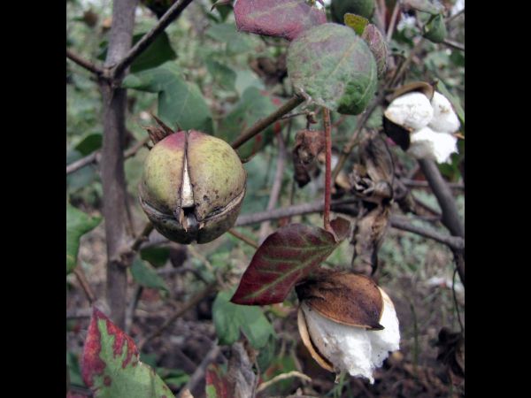 Gossypium hirsutum
Mexican Cotton (Eng) Karpas (Hin)
Trefwoorden: Plant;Malvaceae;vrucht;cultuurgewas