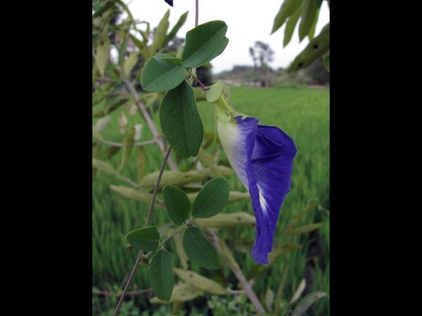 Clitoria ternatea
Butterfly Pea (Eng) Aparajita (Hin)
Trefwoorden: Plant;Fabaceae;Bloem;blauw