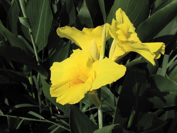 Canna flaccida
Golden Canna (Eng) Keli (Hin)
Trefwoorden: Plant;Cannaceae;Bloem;geel