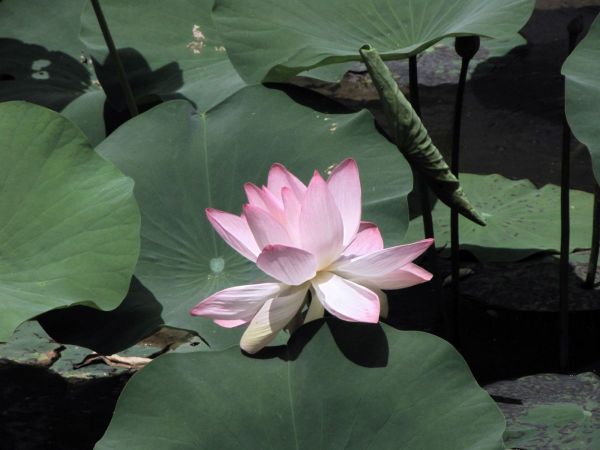 Nelumbo nucifera
Sacred Lotus (Eng) Kamal (Hin)
Trefwoorden: Plant;Nelumbonaceae;Bloem;roze;wit;waterplant
