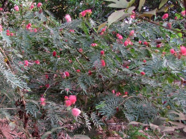 Calliandra haematocephala
Red Powder Puff (Eng)
Trefwoorden: Plant;Boom;Fabaceae;Bloem;rood