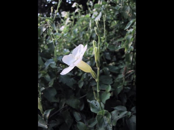 Asystasia gangetica
Ganges Primrose, Creeping Foxglove (Eng)
Trefwoorden: Plant;Acanthaceae;Bloem;wit