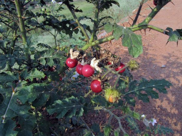 Solanum sisymbriifolium
Sticky Nightshade (Eng) Raketblad (Ned)
Trefwoorden: Plant;Solanaceae;vrucht