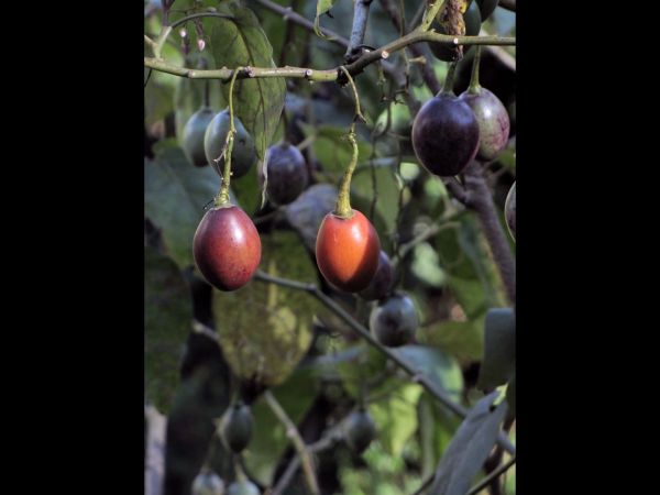 Solanum betaceum
Tamarillo, Tree Tomato (Eng) Tyammatar (Nep) 
Trefwoorden: Plant;Boom;Solanaceae;vrucht;cultuurgewas