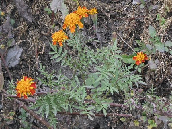 Tagetes erecta
Marigold (Eng) Genda (Hin)
Trefwoorden: Plant;Asteraceae;Bloem;geel;oranje