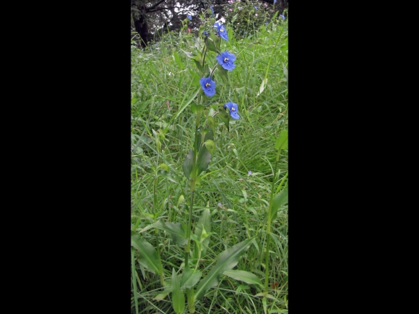 Commelina tuberosa
Blue Spiderwort, Large Dayflower (Eng) Hemelsblauwe Commelina, Spinkruid (Ned)
Trefwoorden: Plant;Commelinaceae;Bloem;blauw