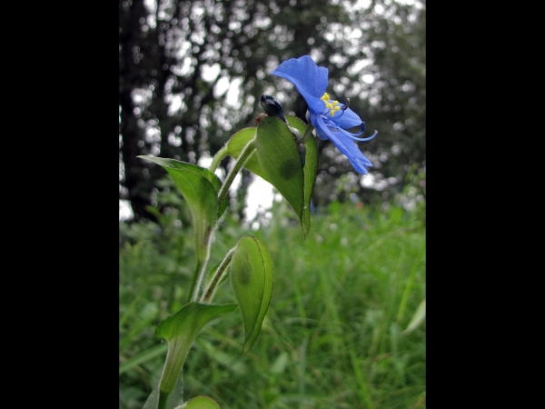 Commelina tuberosa
Blue Spiderwort, Large Dayflower (Eng) Hemelsblauwe Commelina, Spinkruid (Ned)
Trefwoorden: Plant;Commelinaceae;Bloem;blauw