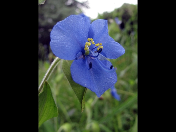 Commelina tuberosa
Blue Spiderwort, Large Dayflower (Eng) Hemelsblauwe Commelina, Spinkruid (Ned)
Trefwoorden: Plant;Commelinaceae;Bloem;blauw